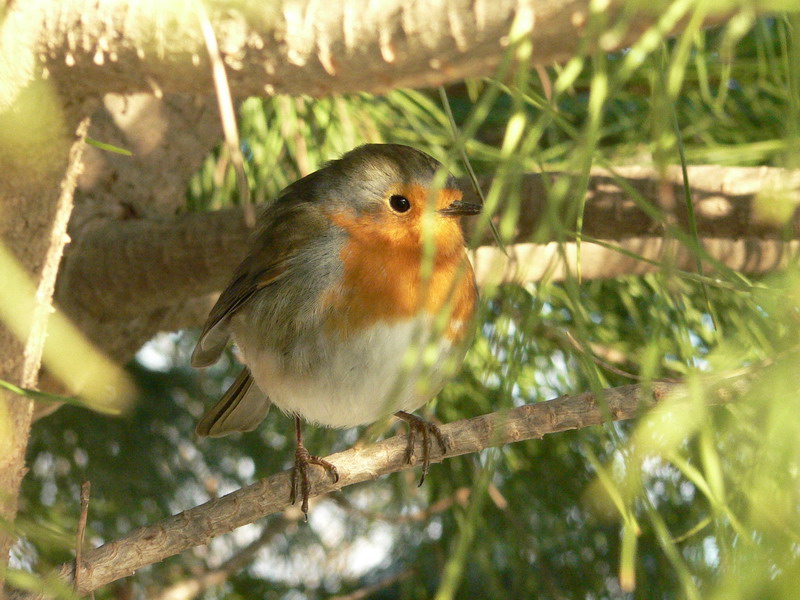 Pettirosso - Erithacus rubecula